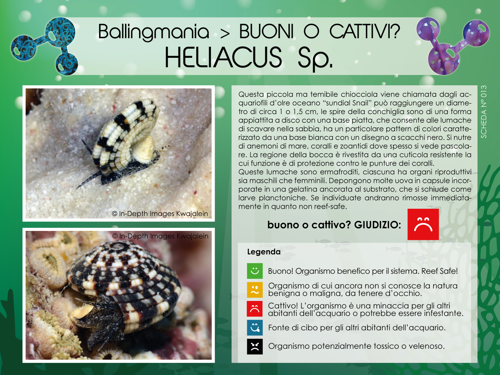 Heliacus Sp.