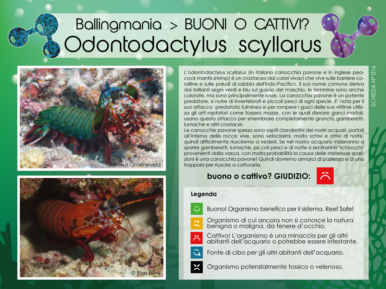 Odontodactylus Scyllarus