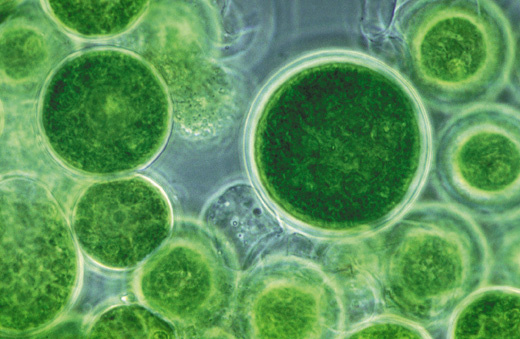 algae-bioplastic