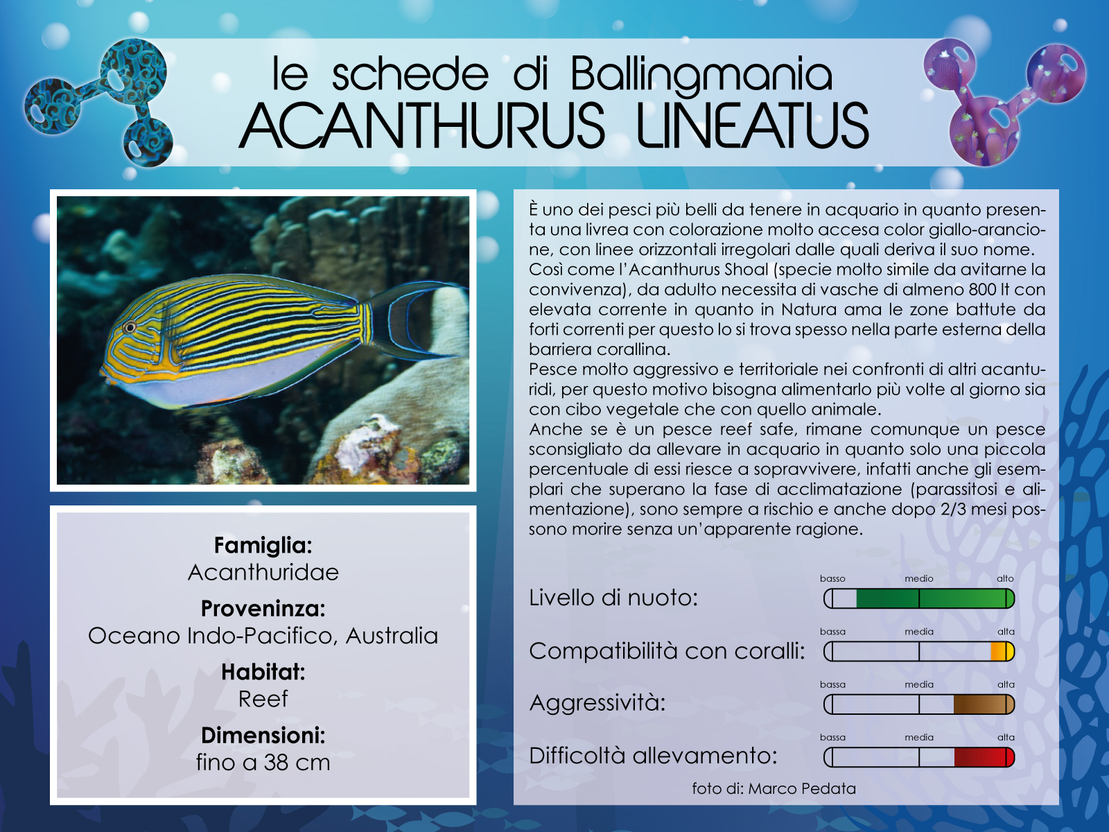 Acanthurus Lineatus