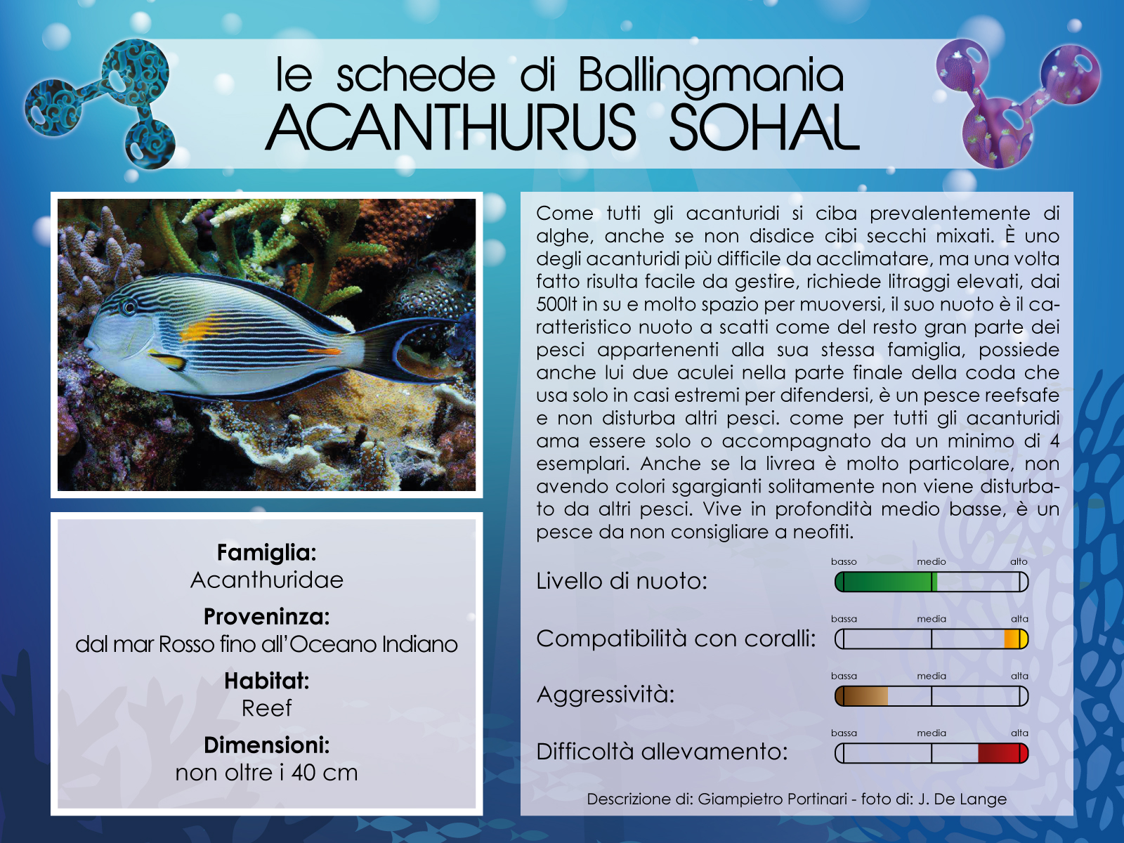 Acanthurus Sohal