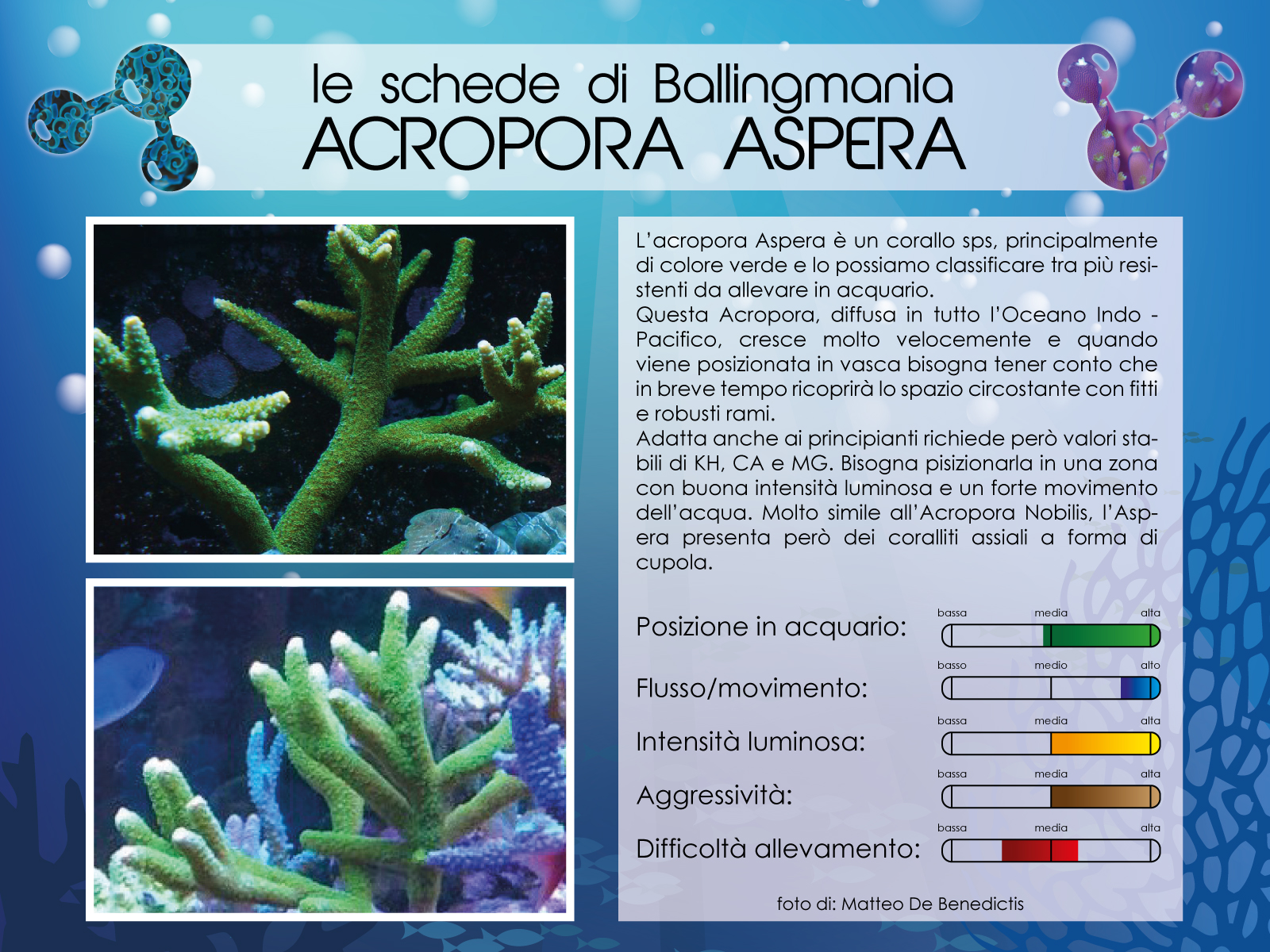 Acropora Aspera