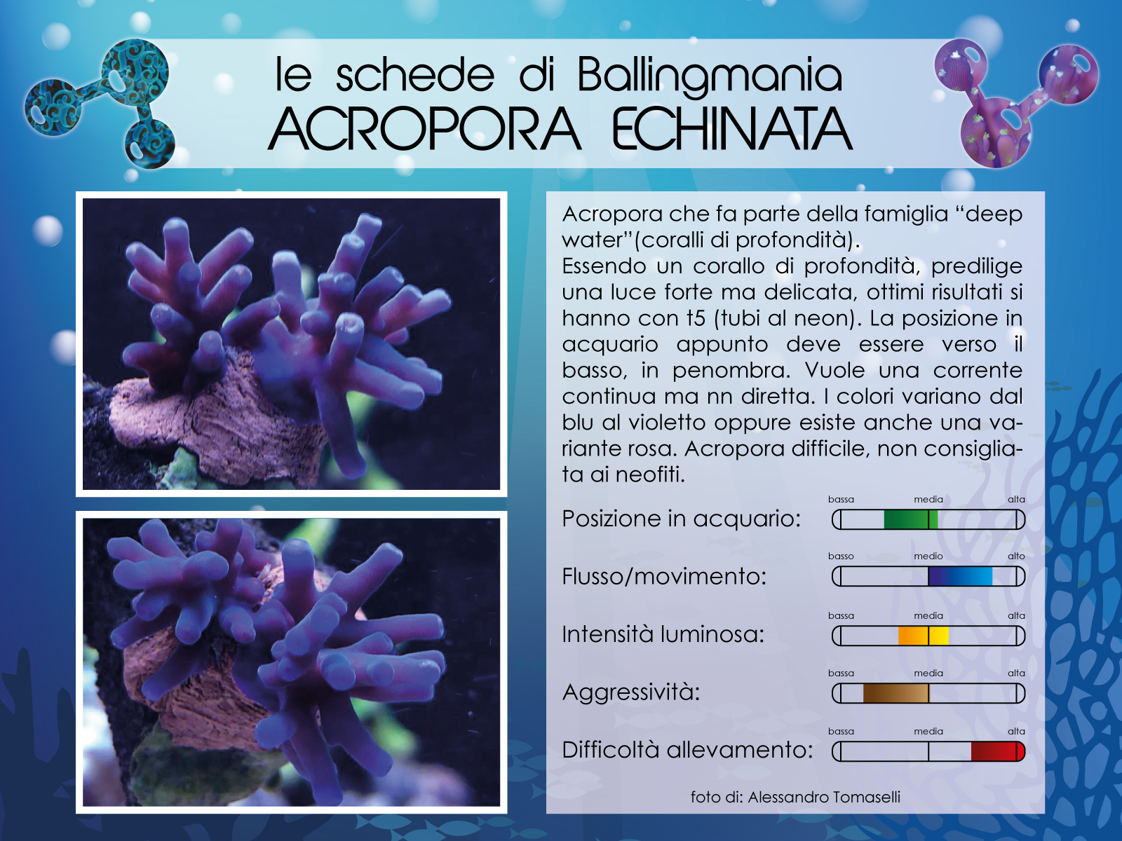 Acropora Echinata