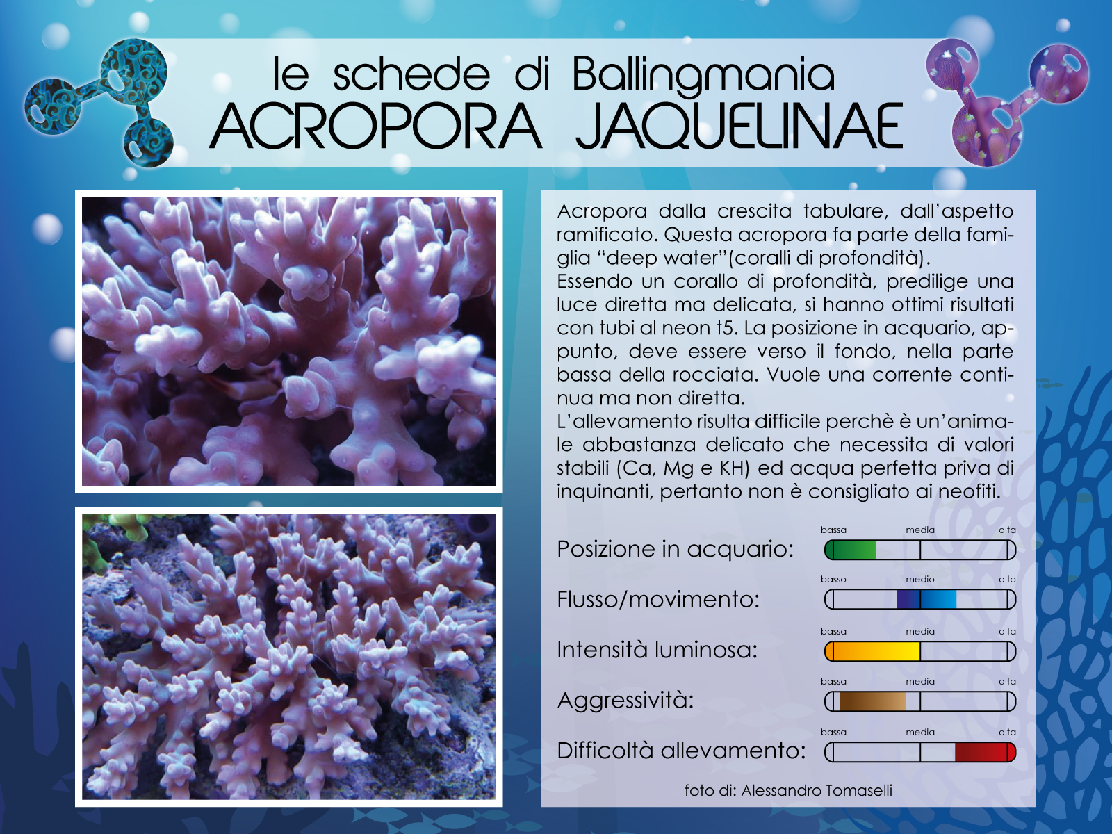 Acropora Jaquelinae