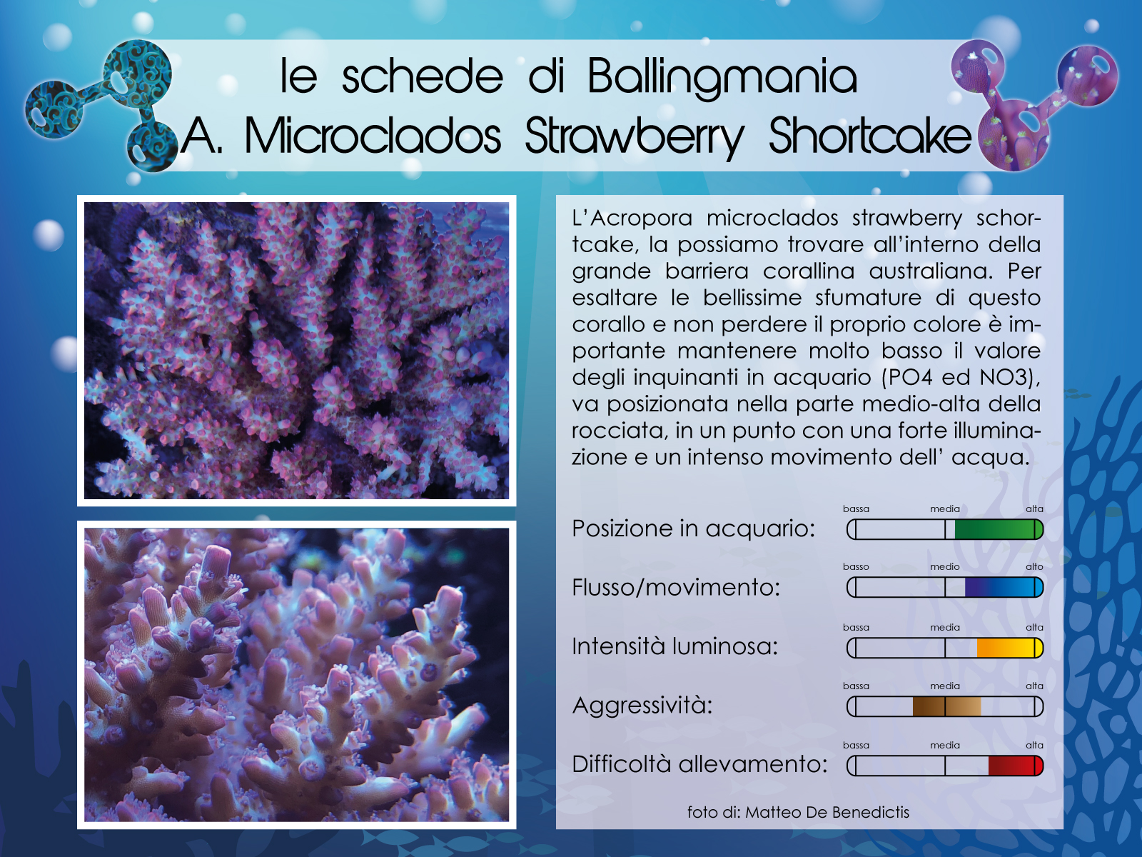 Acropora Microclados Strawberry Shortcake