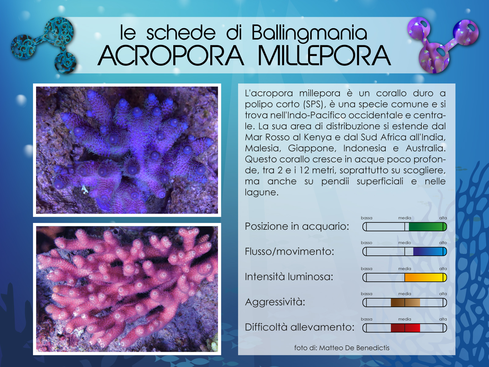 Acropora Millepora