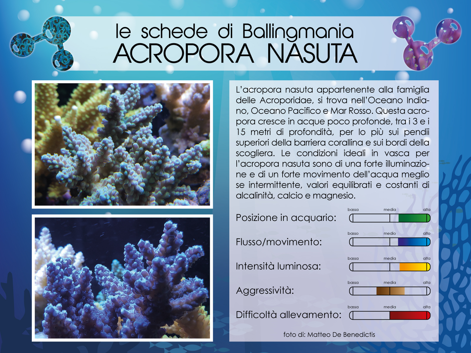 Acropora Nasuta
