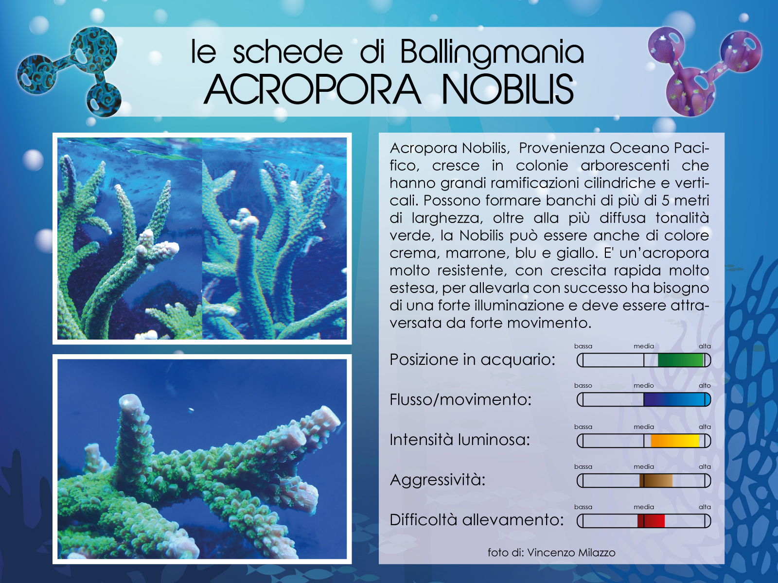 Acropora Nobilis
