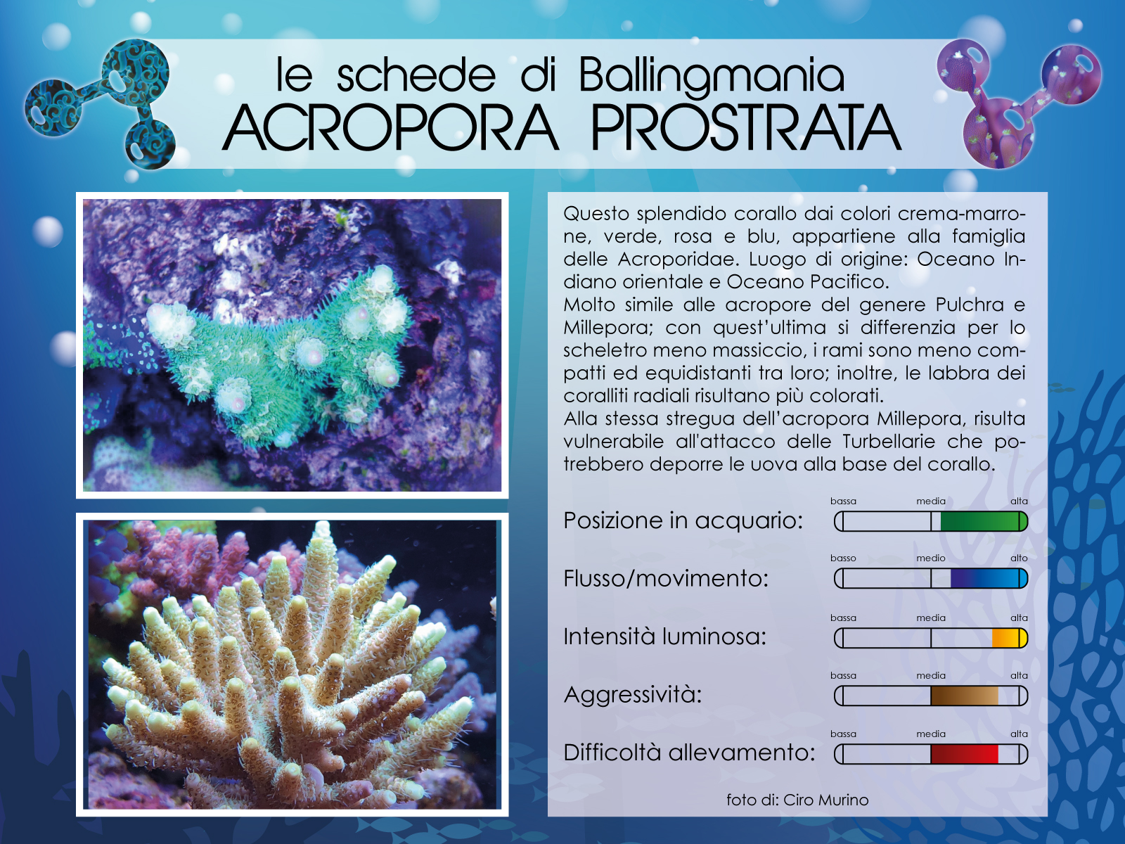 Acropora Prostrata