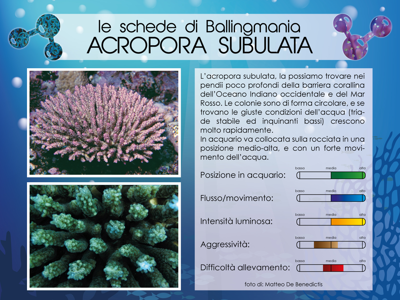 Acropora Subulata
