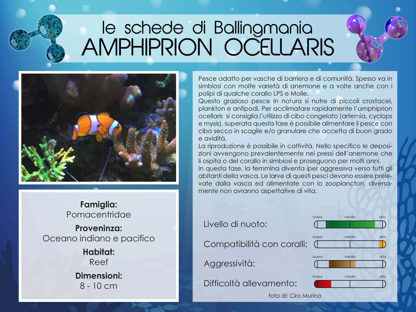 Amphiprion Ocellaris
