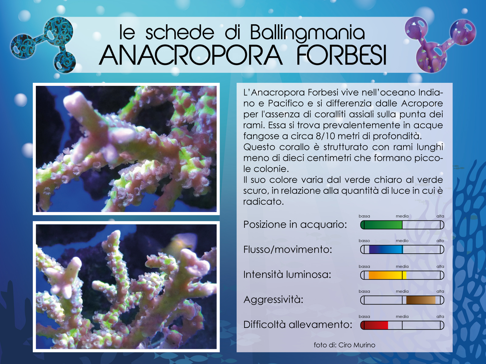 Anacropora Forbesi