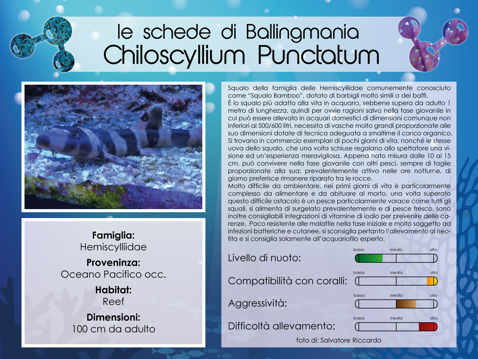 Chiloscyllium Punctatum