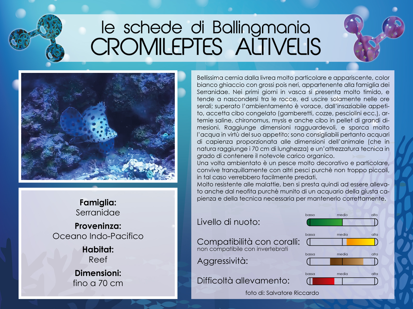 Cromileptes Altivelis