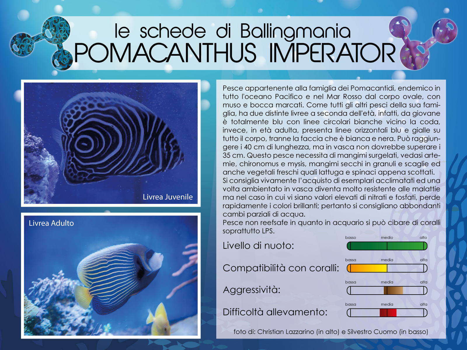 Pomacanthus Imperator