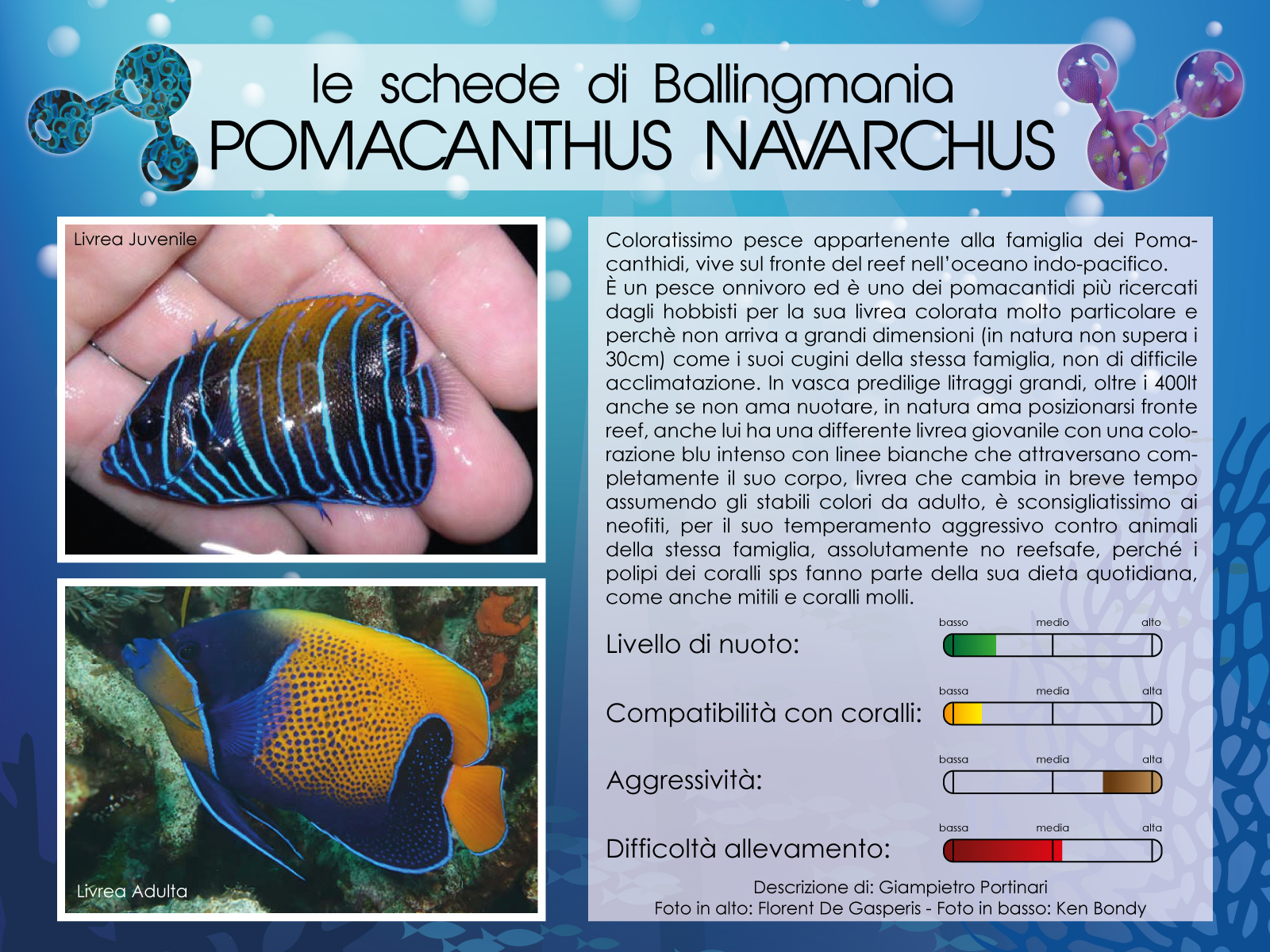Pomacanthus Navarchus