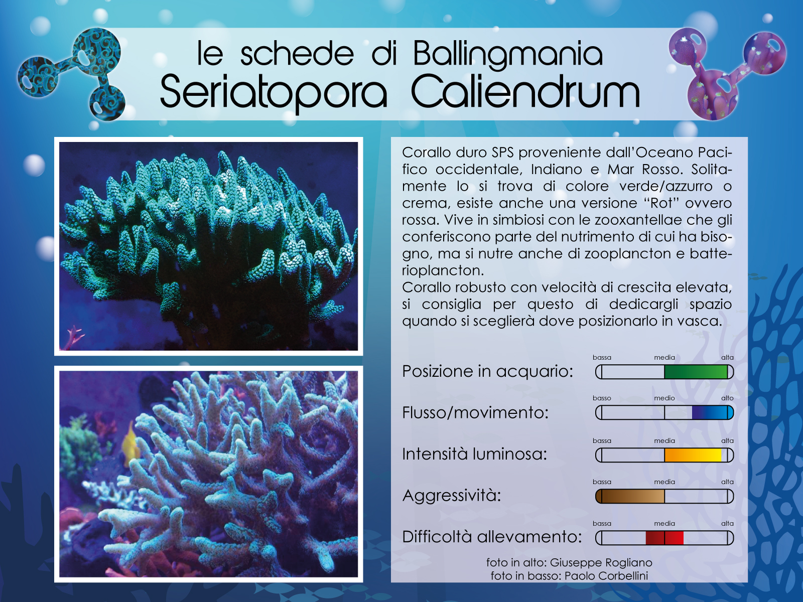 Seriatopora Caliendrum