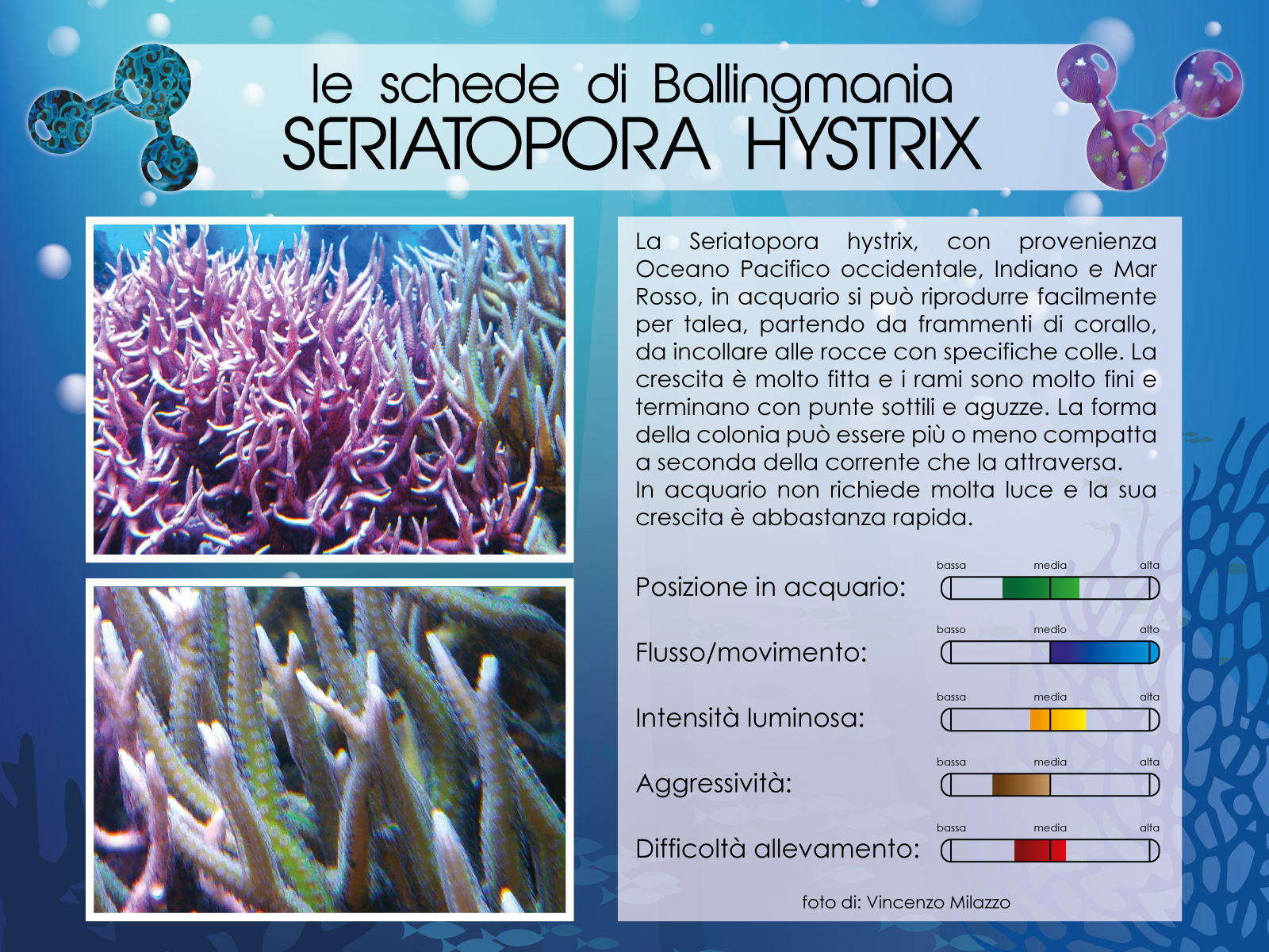 Seriatopora Hystrix