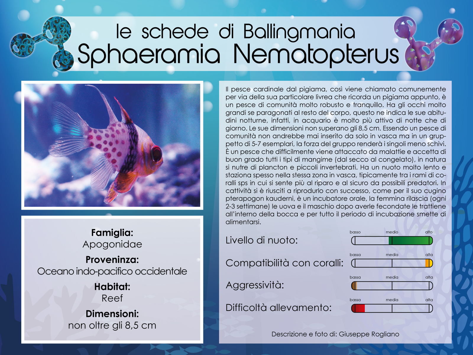 Sphaeramia Nematopterus