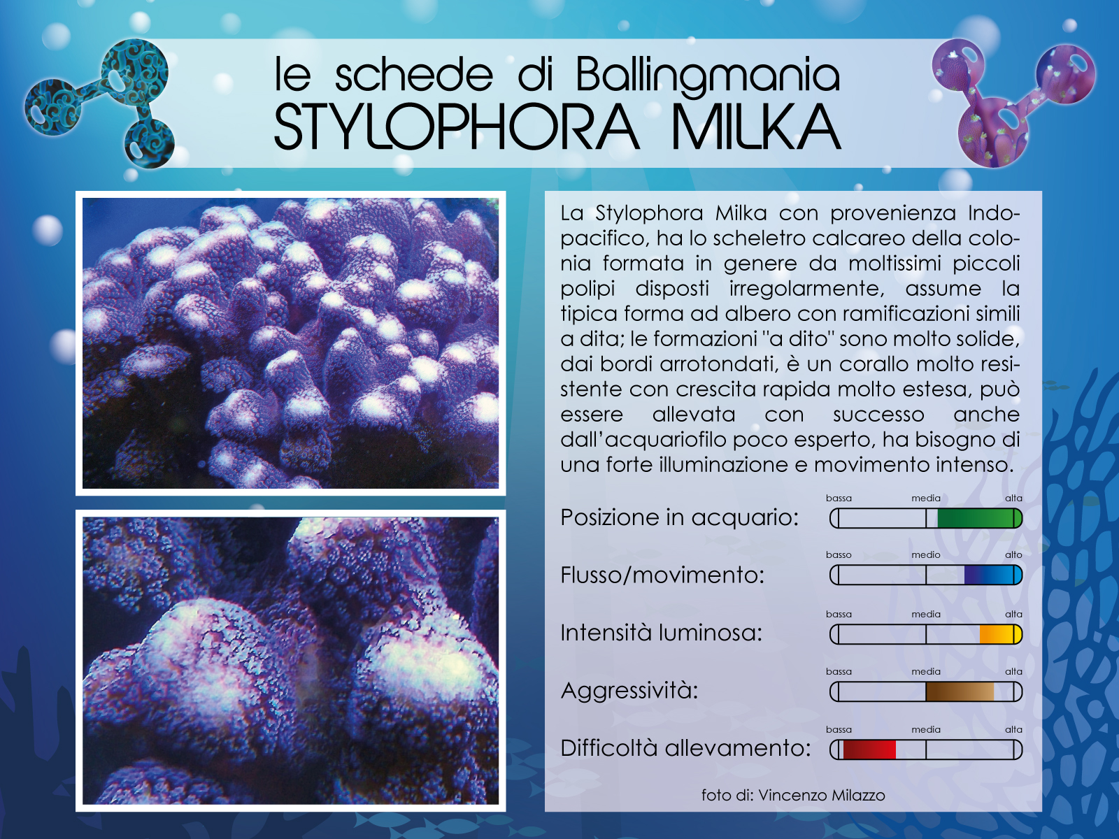 Stylophora Milka