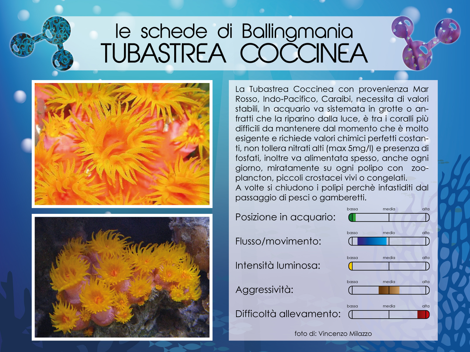 Tubastrea Coccinea