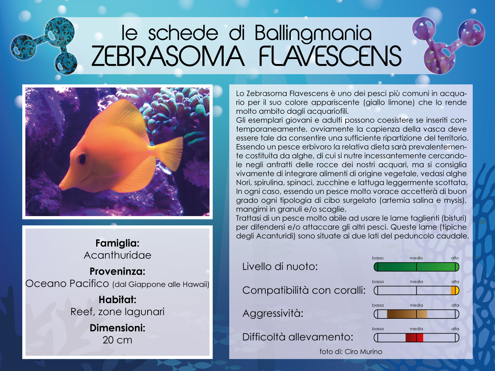 Zebrasoma Flavescens