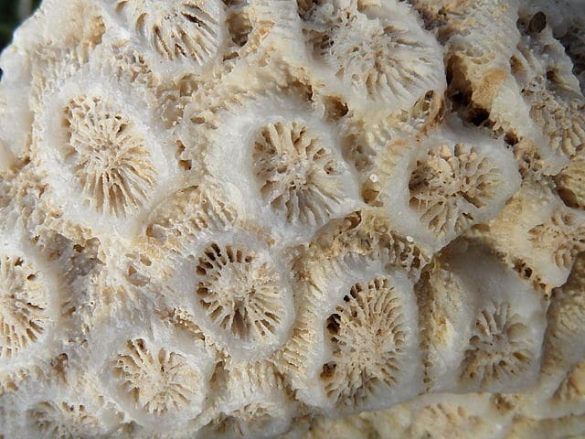 scheletro-corallo