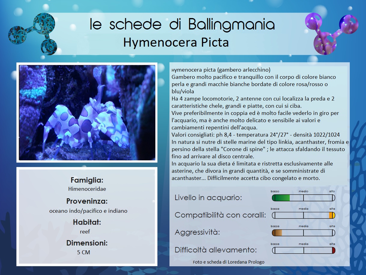 Hymenocera picta