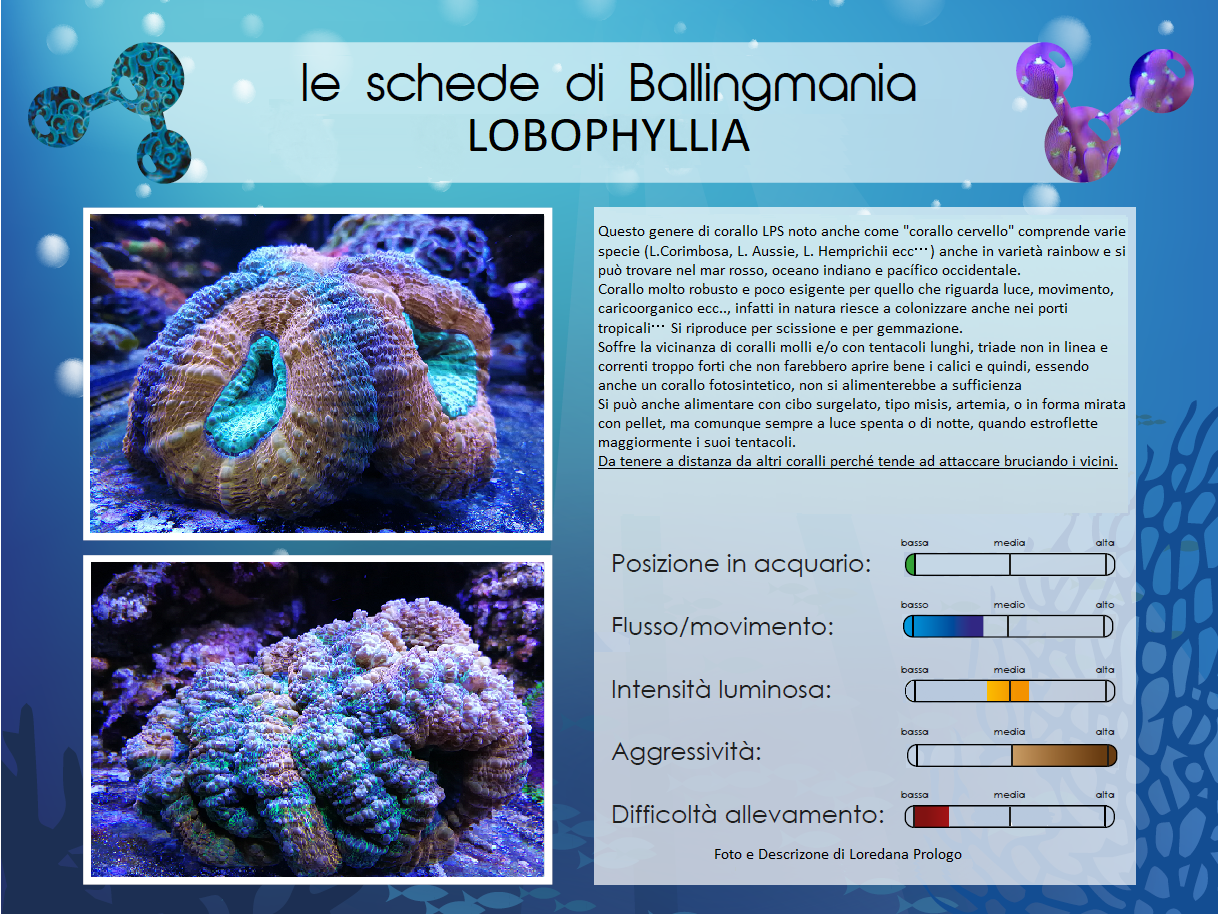 Lobophyllia