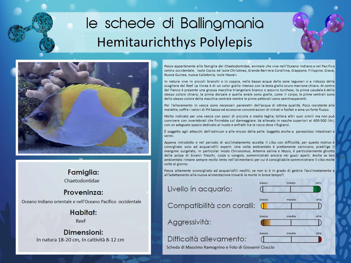 Hemitaurichthys Polylepis