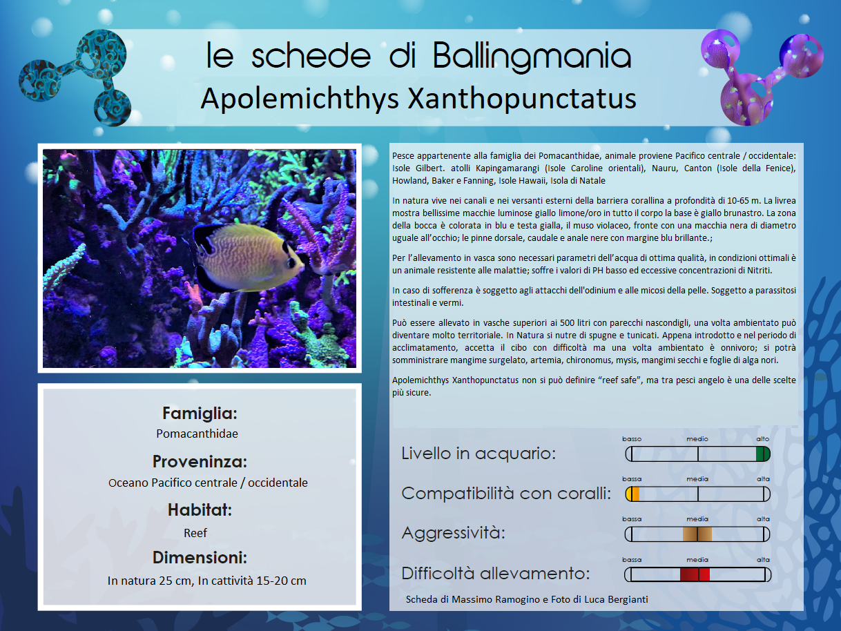 Apolemichthys Xanthopunctatus