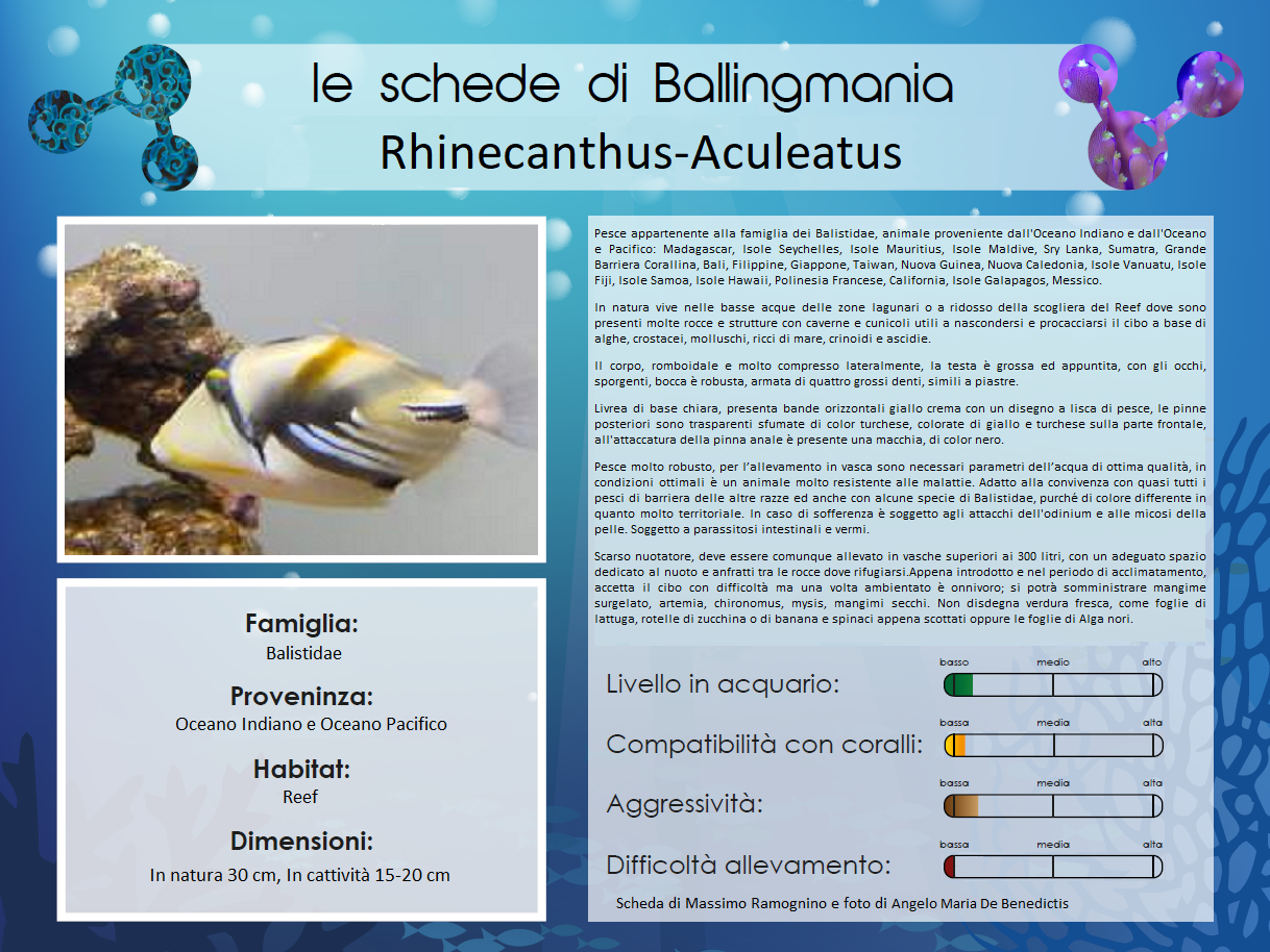 Rhinecanthus-aculeatus