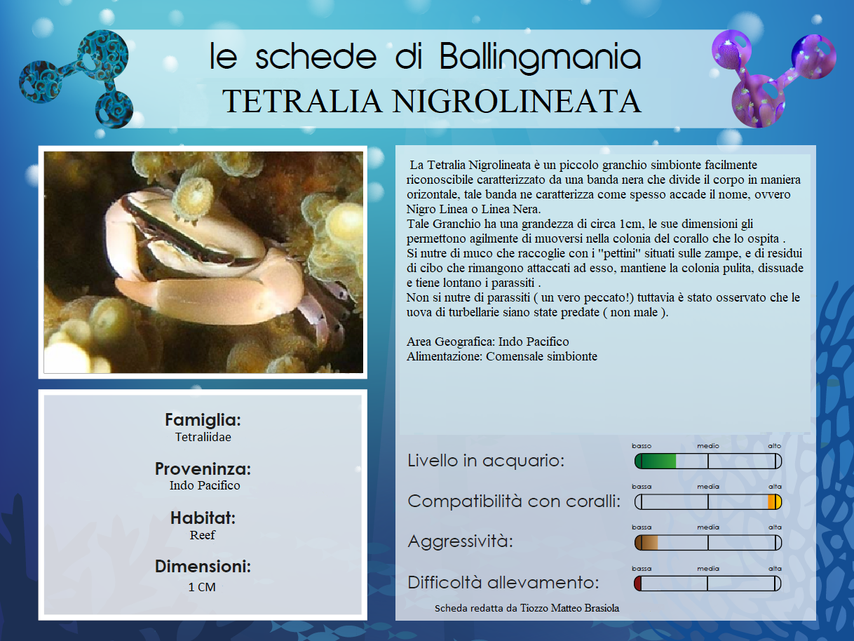 Dolabella Auricularia